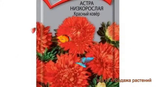 Астра низкорослая Красный ковер (krasnyy kover) ? обзор: как сажать, семена астры Красный ковер смотреть онлайн
