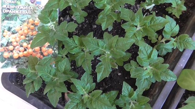 Ремонтные Консультации