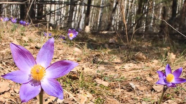 Николай Сладков "Апрель": рассказ смотреть онлайн