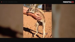 Малыш кенгуру. Трогательные обнимашки (Смотреть видео онлайн HD)