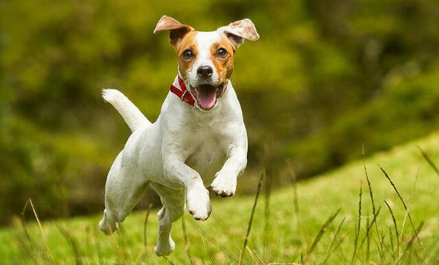 Джек рассел. Стоит ли заводить собаку этой породы?