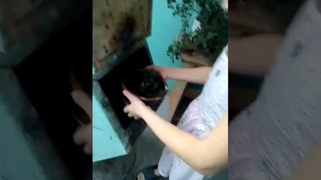 Хах) выкинули цветок смотреть онлайн