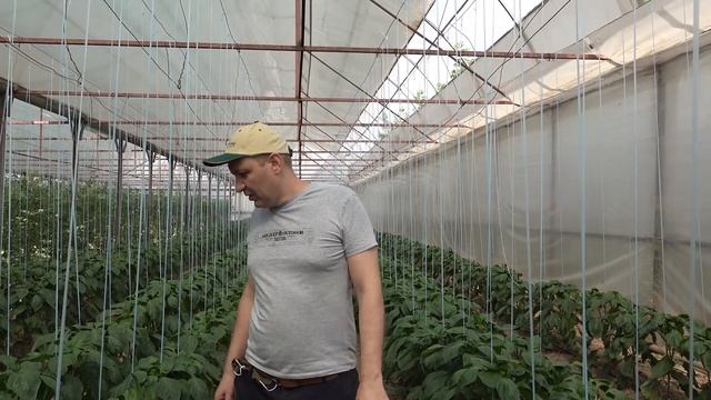 Денвер кубовидный красный перец. Стрессоустойчивый с хорошим товарным видом! смотреть онлайн