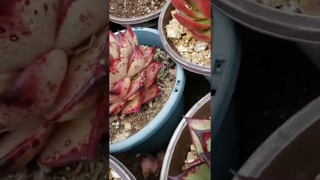 Echeveria Agavoides Ebony Con Escapo Floral