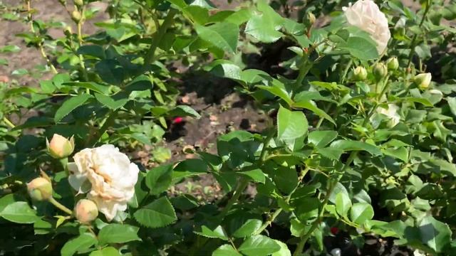 Роза Artemis / Артемис ???