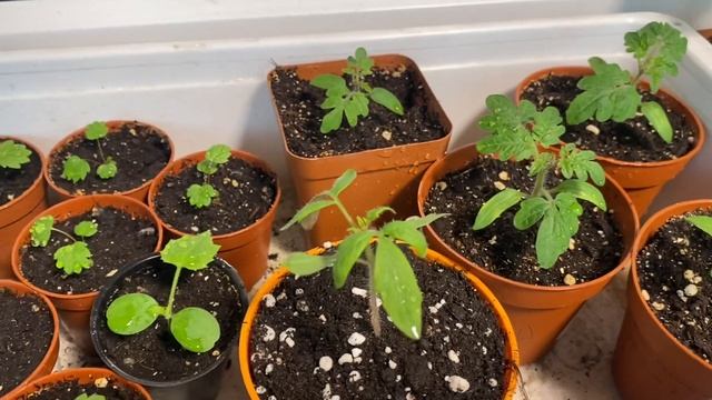 Огород на балконе 25 марта 2022! Черная ножка? Все пропало смотреть онлайн