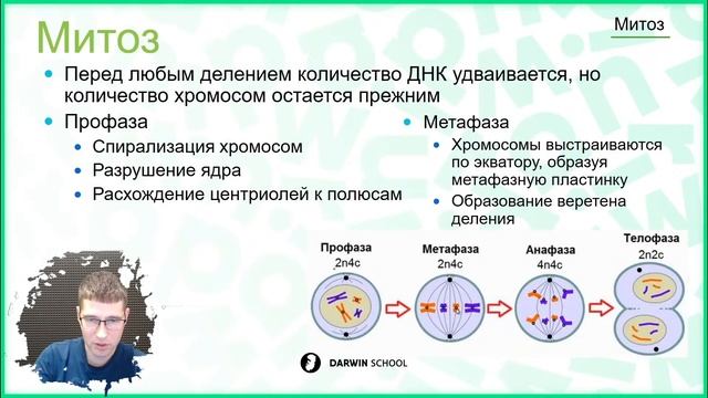 Митоз и Мейоз, или как понять сложную тему за 30 минут. смотреть онлайн