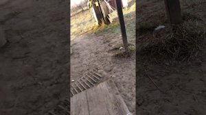 Плющилка для зерна своими руками