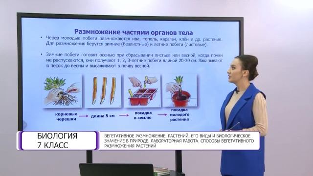 Биология. 7 класс. Вегетативное размножение растений, его виды и биологическое значение в природе смотреть онлайн