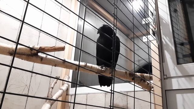 О том как Тень осваивает ярусы из присад в новом вольере. смотреть онлайн