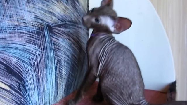 Петербургский сфинкс. Маленькая девочка из помёта У.... Легенда Пирамид. смотреть онлайн