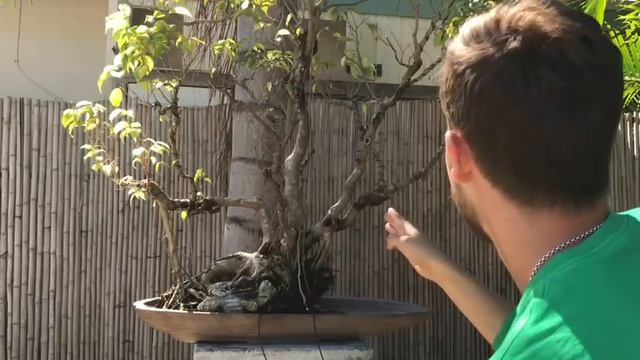 Ficus Benjamina Bonsai Makeover смотреть онлайн
