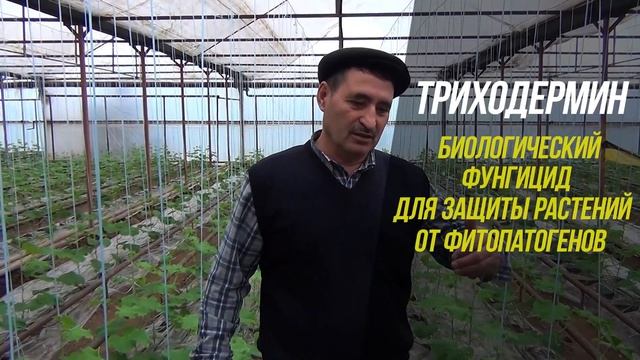 Профилактика корневых гнилей - залог успеха на огурце! смотреть онлайн
