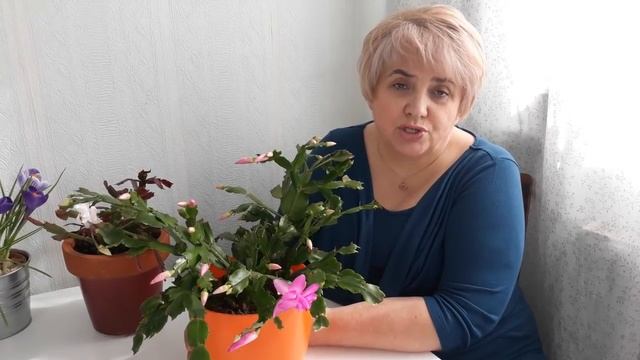 УХОД ЗА РОЖДЕСТВЕННИКОМ. Мои цветы. Мой опыт. смотреть онлайн