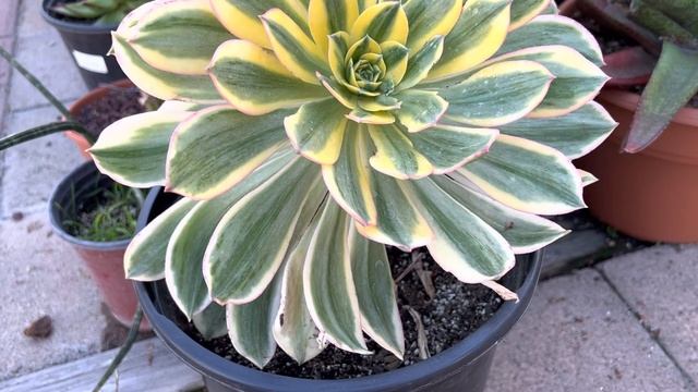 ? ?  Aeonium 