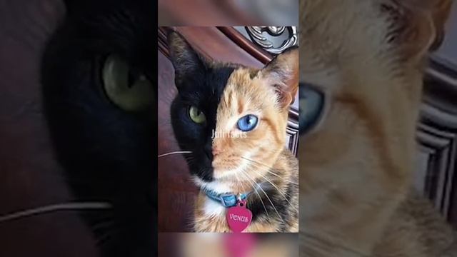 Ты должен это увидеть прямо сейчас!😳 смотреть онлайн