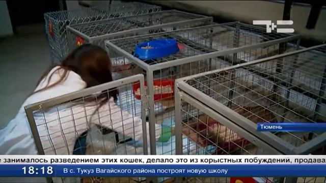 В Тюмени из "концлагеря для кошек" освободили последних заключенных. смотреть онлайн