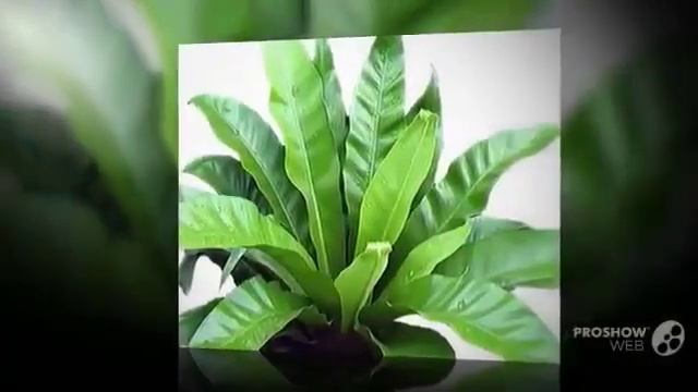Цветы Асплениум (Asplenium flower) смотреть онлайн