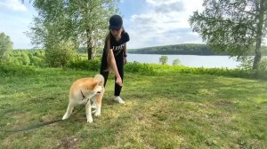 АКИТА-ИНУ 4 МЕСЯЦА Выпуск 3 Ожидание и реальность. #АКИТА-ИНУ