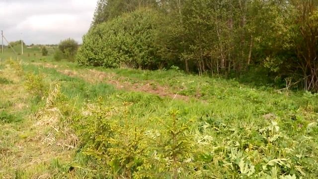 Борьба с борщевиком. Мой метод. смотреть онлайн