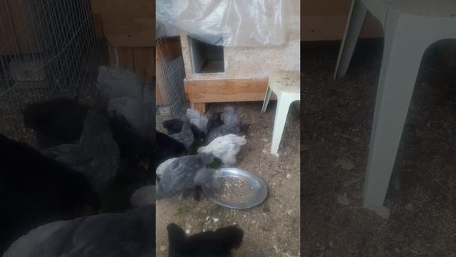 Брама голубая ( цыплята) смотреть онлайн