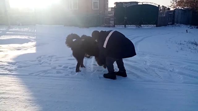 Большой Бернский Зенненхунд на прогулке...
