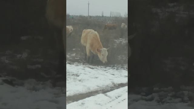 В Деревне зимой. Что едят коровы смотреть онлайн