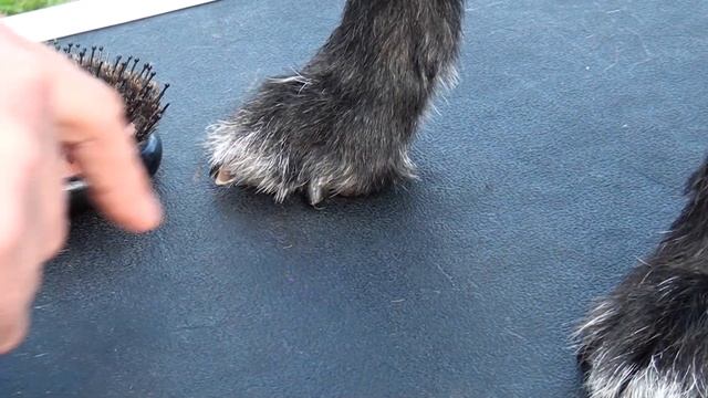 Когда пора стричь когти собаке? Стрижем когти собаке правильно: Советы ветеринара, кинолога, грумер смотреть онлайн