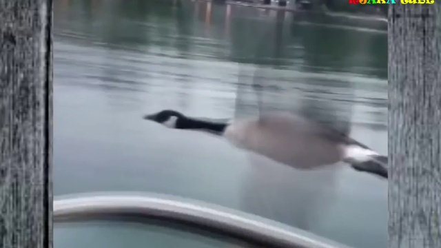 ЛУЧШИЕ ПРИКОЛЫ. Смешная нарезка. №4. смотреть онлайн