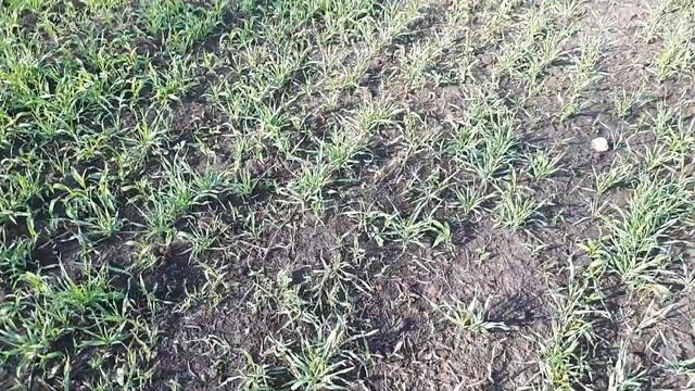 Озимая рожь посев в мае . смотреть онлайн