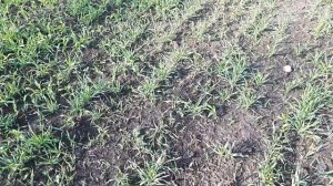 Озимая рожь посев в мае .