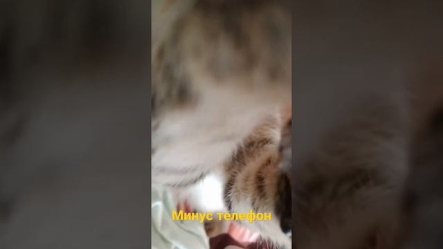 кот съел телефон смотреть онлайн