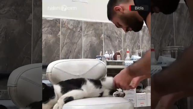 Кошка со сломанной лапой сама пришла в больницу за помощью смотреть онлайн