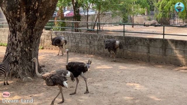 Cute Little Farm Animal Sounds: Goose, Fish, Pigs, Chicks, Birds смотреть онлайн