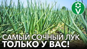 ЕЩЕ БОЛЬШЕ ЗЕЛЕНОГО ЛУКА! Обязательные правила при посадке семейного лука весной