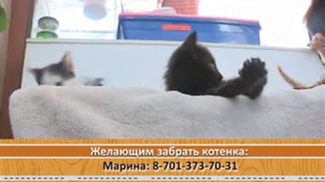 Буду верным другом #39 смотреть онлайн