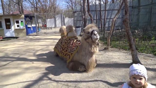 Верблюд и его братья. смотреть онлайн