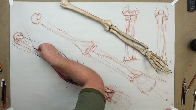 ANATOMY FOR ARTISTS: The Lower Arm-BONES & MUSCLES смотреть онлайн