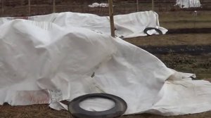 КОГДА СНИМАТЬ УКРЫТИЕ С ЕЖЕВИКИ