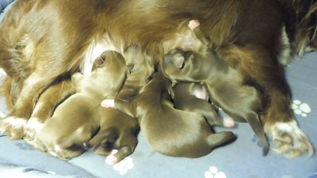 С 1 МАЯ ! Щенкам #чихуахуа 2,5 дня #купитьчихуахуа +7 921 595 08 48 ЕСТЬ доставка по России и ЕВРОП смотреть онлайн