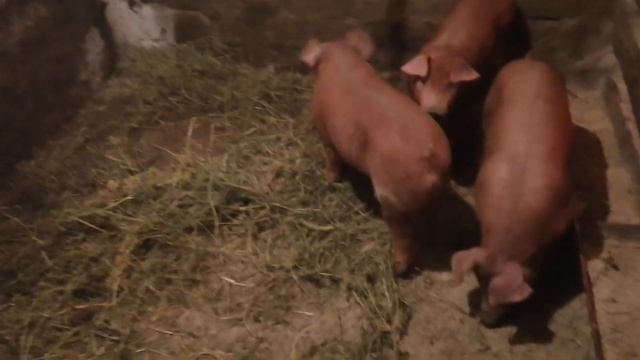 ‼️Поросятам дюркам 50дней от рождения‼️ Вес радует?#поросята #свиньи #дюрок смотреть онлайн