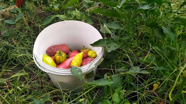 Как из перца, купленного в магазине, вырастить гигантские плоды на своем огороде. Что получилось.! смотреть онлайн