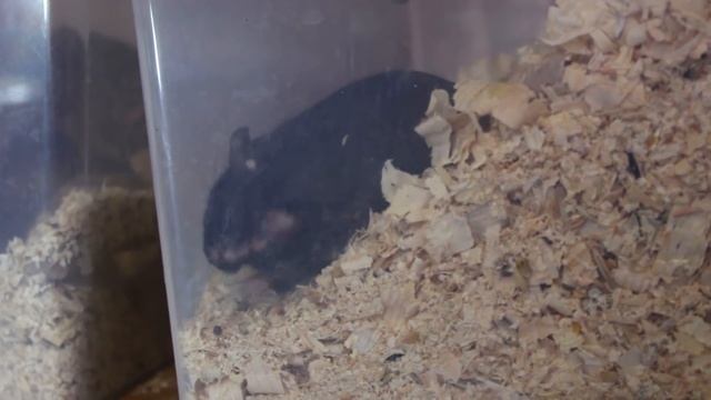 Зоомагазин. Что мы купили. День наших животных. смотреть онлайн