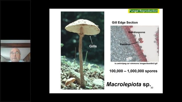 Sci-Cafe: What Everyone Should Know About Fungi