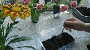 ?Гипсофила Изящная ! Посев с кипятком и результат. Взошла ?