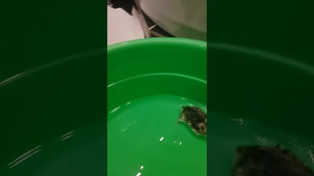 Джунгарский хомяк смотреть онлайн