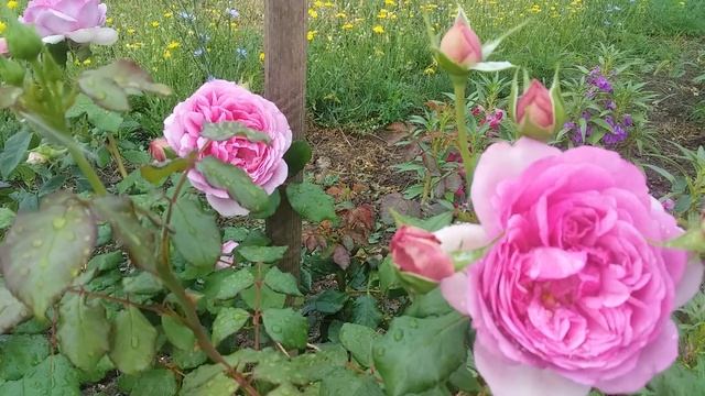 Помпадур вторая волна цветения смотреть онлайн