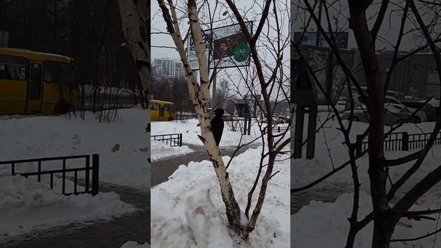 Огромный дятел (в центре города), Москва, Мытищи. смотреть онлайн