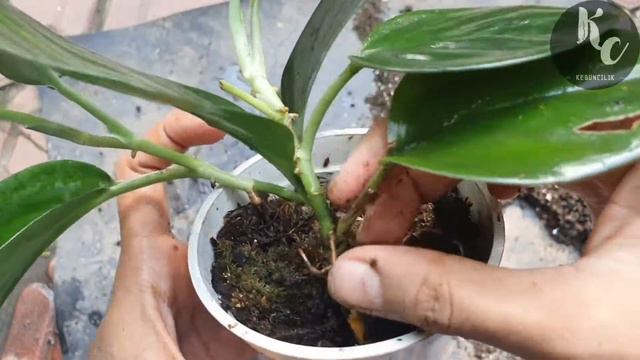 Daily Diary Scindapsus Treubii Black смотреть онлайн