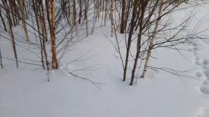 Охота на зайца. Как найти зайца зимой. Зайца очень много